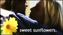 suliet // sweet sunflowers