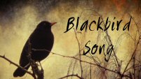 blackbird song - multi OC's
