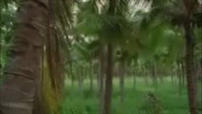 Lights and Sounds of Lost